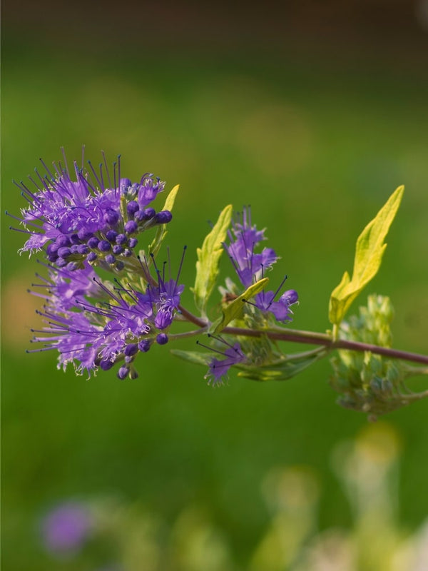 Bartblume 'Hint of Gold' ®