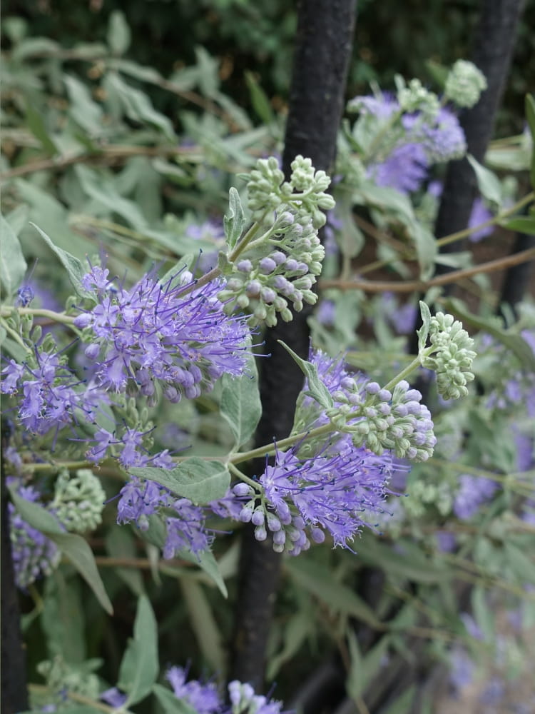 Bartblume 'Sterling Silver'