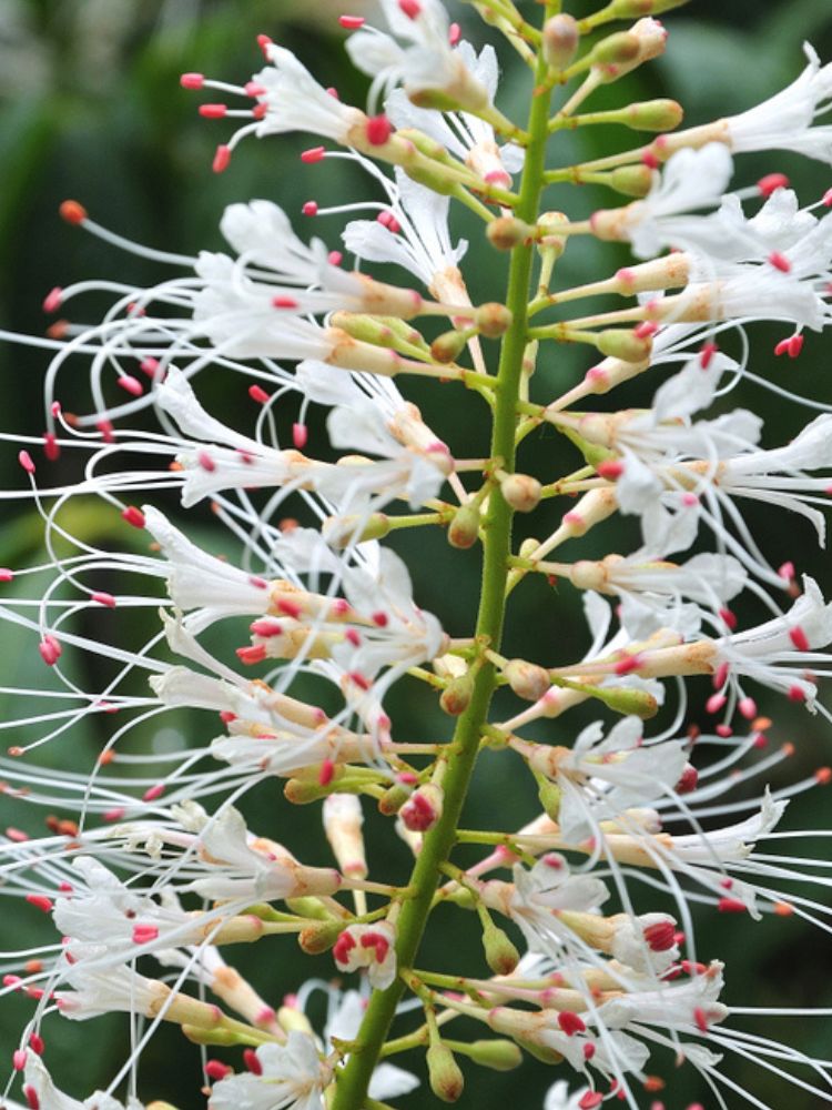 Strauchkastanie, Aesculus parviflora kaufen im Online-Shop der Bohlken Baumschulen