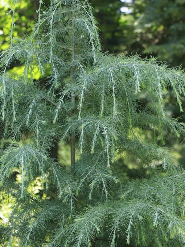 Himalaya-Zeder, Cedrus deodara kaufen im Online-Shop der Bohlken Baumschulen