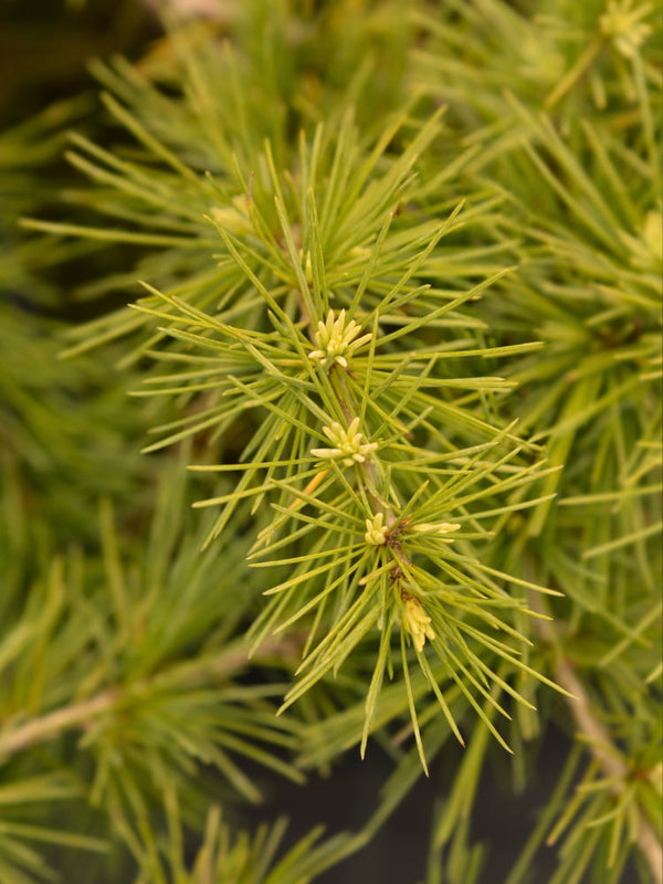 Cedrus deodara 'Golden Horizon', Himalaya-Zeder 'Golden Horizon' im Onlineshop von Bohlken Baumschulen