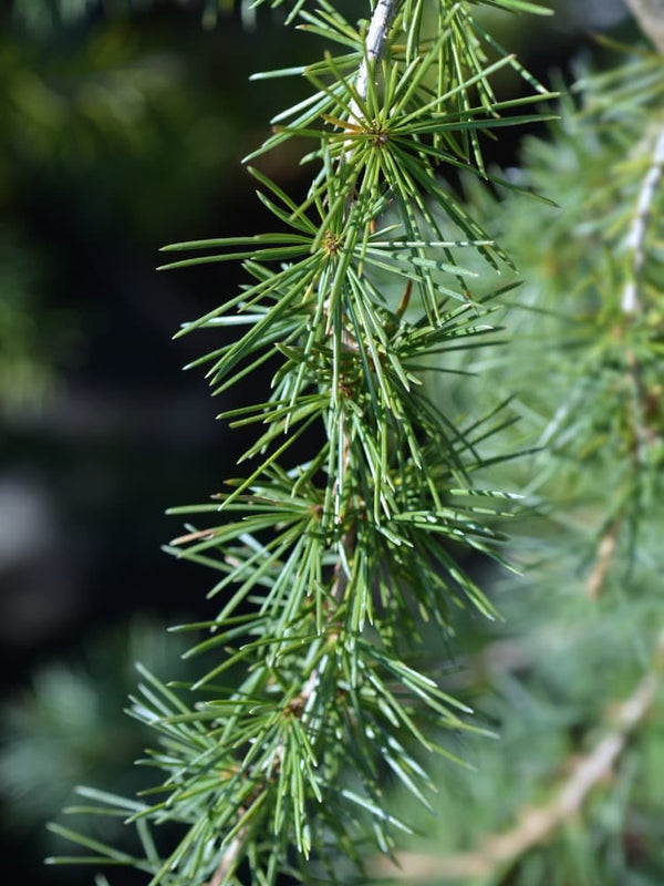 Cedrus libani 'Dino', Libanon-Zeder 'Dino' ® im Onlineshop der Bohlken Baumschulen