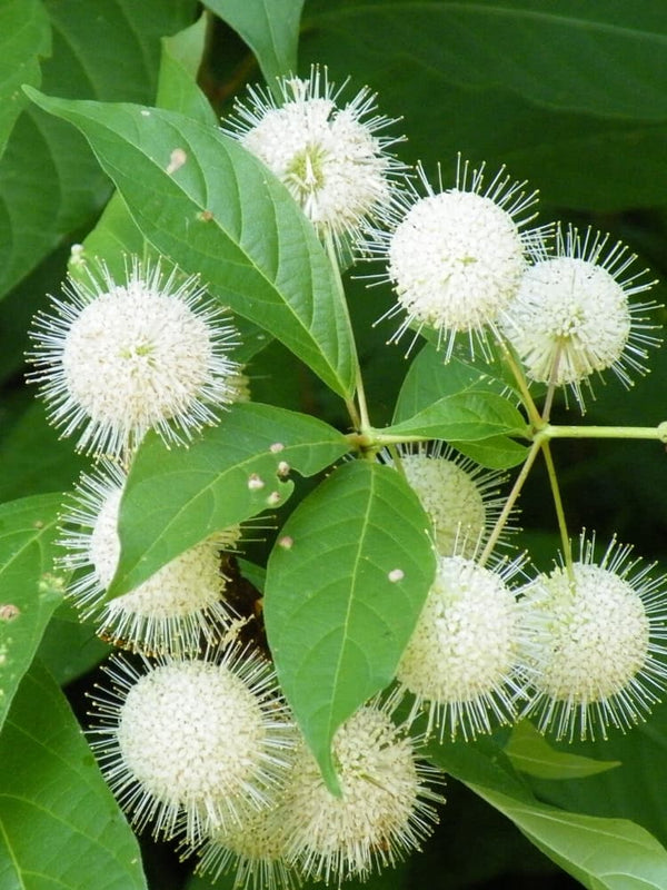 Knopfbusch, Cephalanthus occidentalis kaufen im Online-Shop der Bohlken Baumschulen