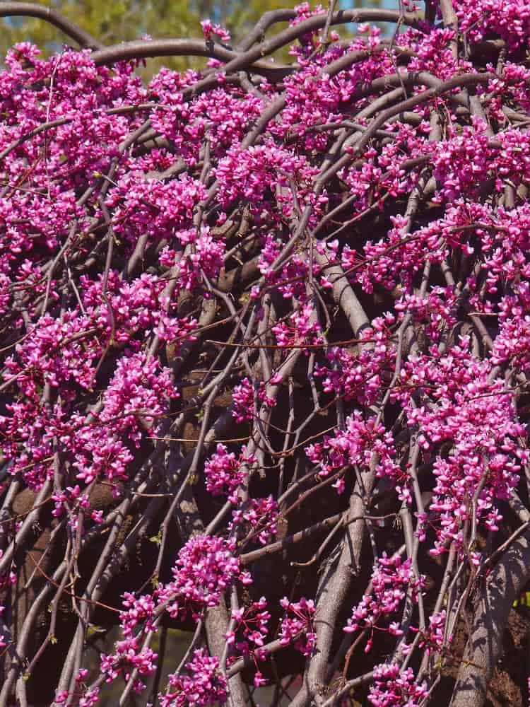 Cercis canadensis 'Lavender Twist' ®, Kanadischer Judasbaum 'Lavender Twist' ® im Onlineshop von Bohlken Baumschulen