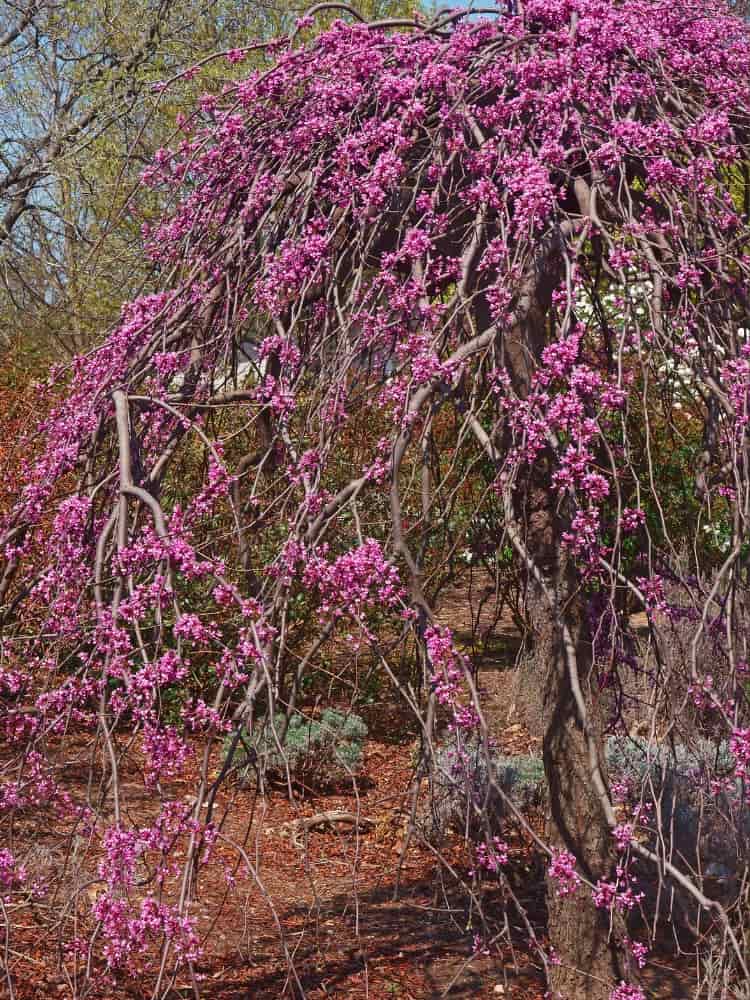 Cercis canadensis 'Lavender Twist' ®, Kanadischer Judasbaum 'Lavender Twist' ® im Onlineshop von Bohlken Baumschulen