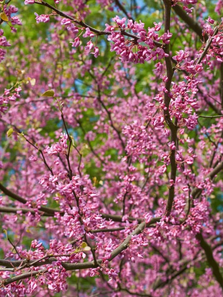 Cercis canadensis 'Oklahoma', Amerikanischer Judasbaum 'Oklahoma' bei Bohlken Baumschulen im Onlineshop