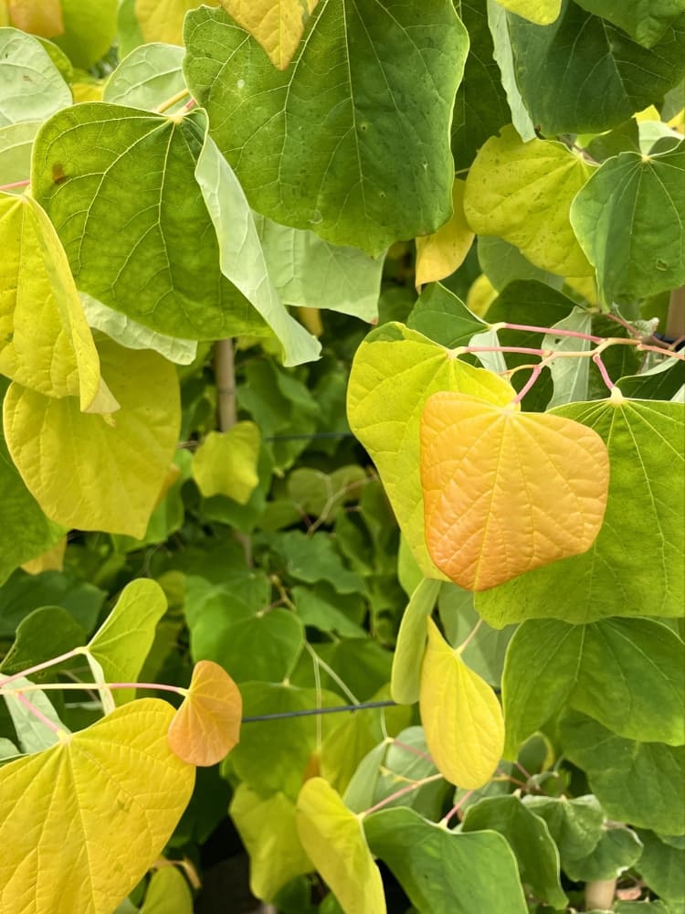 Cercis canadensis 'Rising Sun', Kanadischer Judasbaum 'Rising Sun' im Onlineshop von Bohlken Baumschulen