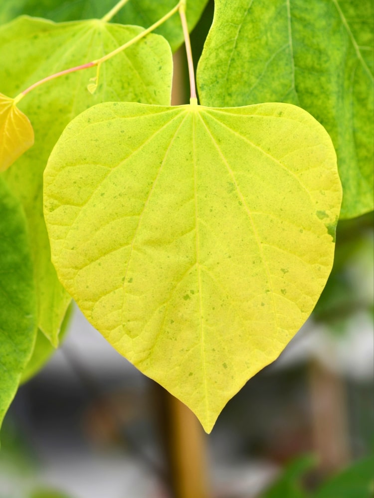 Cercis canadensis 'Rising Sun' Blatt, Kanadischer Judasbaum 'Rising Sun' im Onlineshop von Bohlken Baumschulen