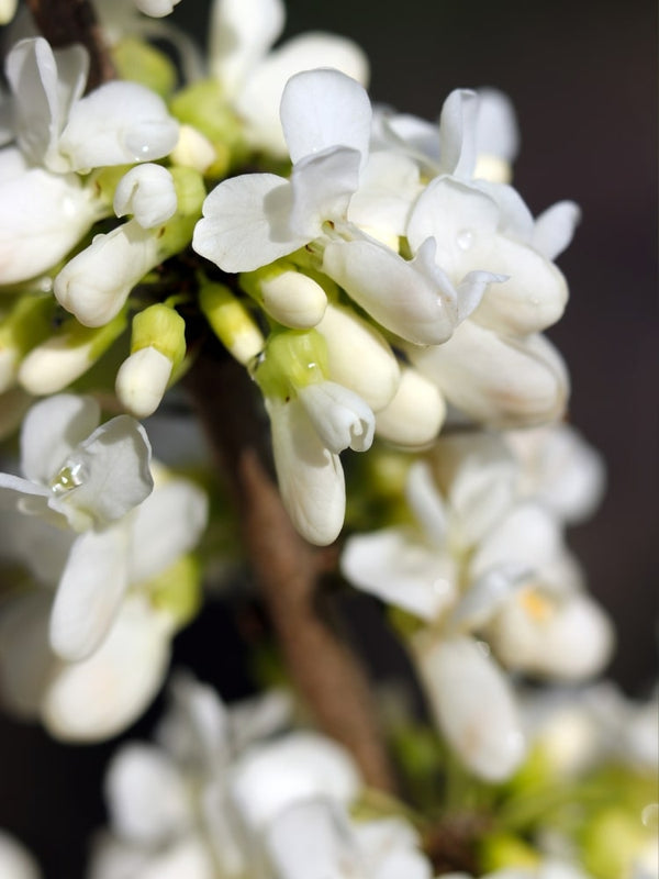 Cercis chinensis 'Shirobana', Chinesischer Judasbaum 'Shirobana' bei Bohlken Baumschulen im Onlineshop