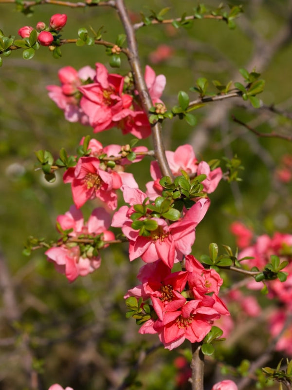 Zierquitte 'Pink Lady', Chaenomeles 'Pink Lady' kaufen im Online-Shop der Bohlken Baumschulen