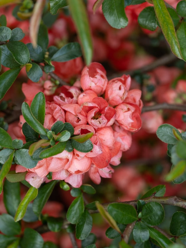 Zierquitte 'Pink Trail', Chaenomeles 'Pink Trail' kaufen im Online-Shop der Bohlken Baumschulen