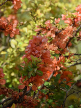 Zierquitte 'Cido' ®, Chaenomeles japonica 'Cido' ® kaufen im Online-Shop der Bohlken Baumschulen