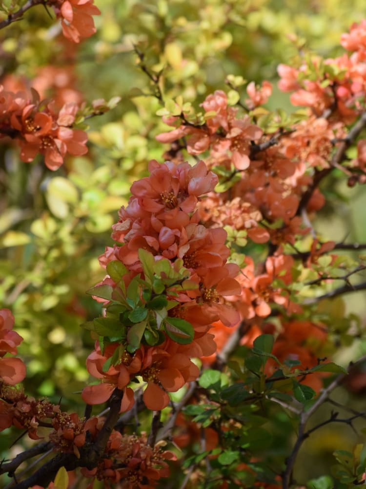 Zierquitte 'Cido' ®, Chaenomeles japonica 'Cido' ® kaufen im Online-Shop der Bohlken Baumschulen