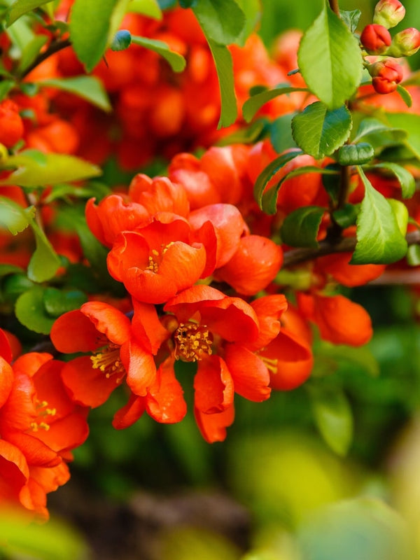 Zierquitte 'Rubra', Chaenomeles japonica 'Rubra' kaufen im Online-Shop der Bohlken Baumschulen