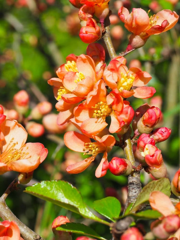 Zierquitte 'Orange Trail', Chaenomeles superba 'Orange Trail' kaufen im Online-Shop der Bohlken Baumschulen