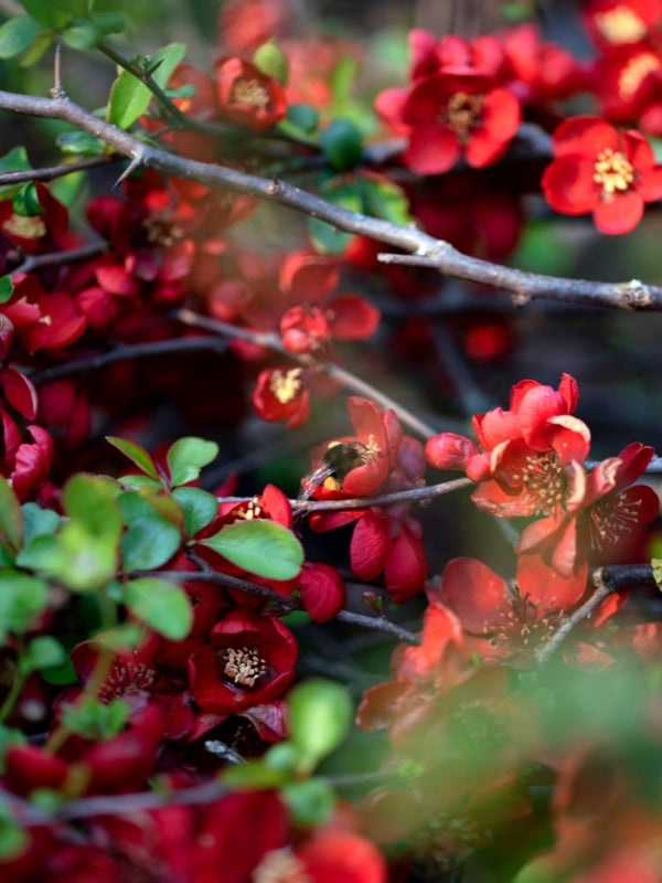 Zierquitte 'Crimson and Gold', Chaenomeles x superba 'Crimson and Gold' kaufen im Online-Shop der Bohlken Baumschulen