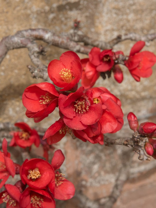 Zierquitte 'Red Trail', Chaenomeles x superba 'Red Trail' kaufen im Online-Shop der Bohlken Baumschulen