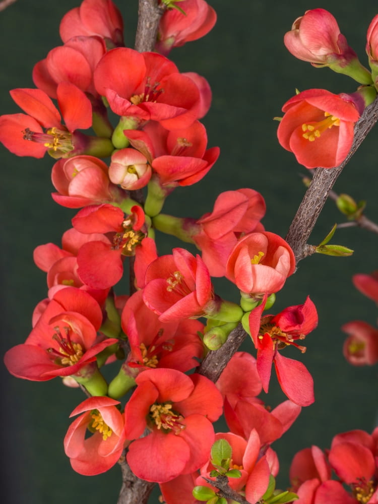 Zierquitte 'Texas Scarlet', Chaenomeles x superba 'Texas Scarlet' kaufen im Online-Shop der Bohlken Baumschulen