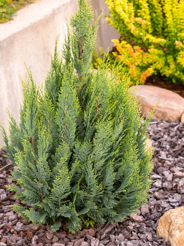 Chamaecyparis lawsoniana 'Alumigold', Heckenzypresse 'Alumigold' im Onlineshop der Bohlken Baumschulen