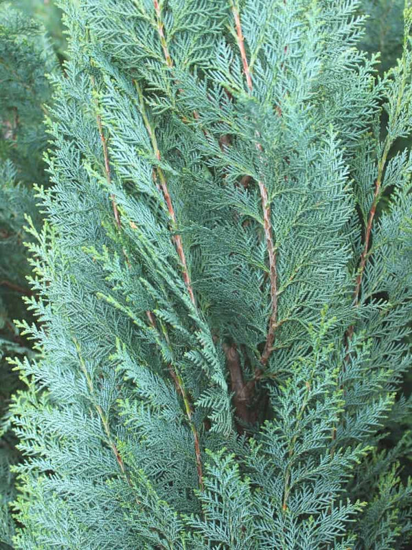Blaue Säulenzypresse, Chamaecyparis lawsoniana 'Columnaris' kaufen im Online-Shop der Bohlken Baumschulen