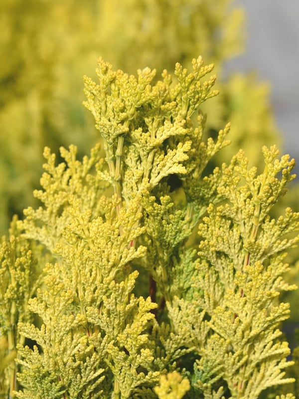 Zypresse, Chamaecyparis lawsoniana 'Erecta Aurea' kaufen im Online-Shop der Bohlken Baumschulen