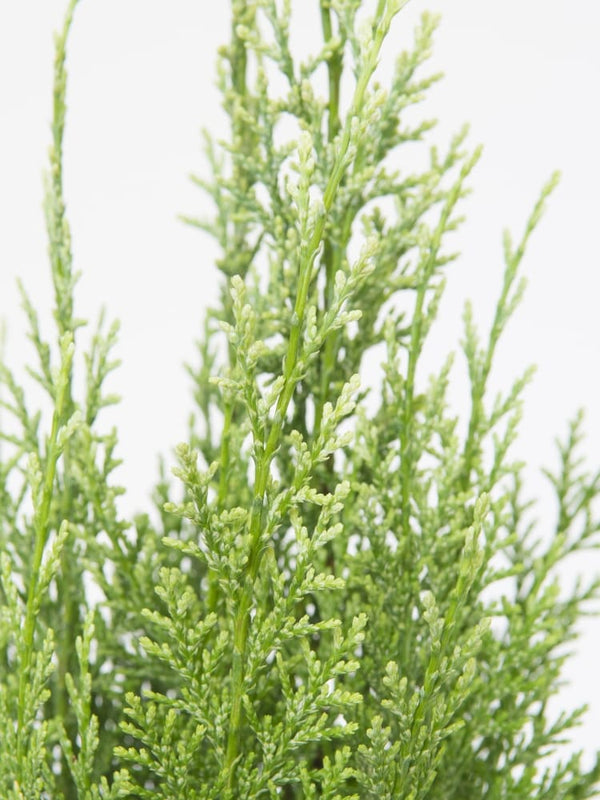 Chamaecyparis lawsoniana 'White Spot', Gartenzypresse 'White Spot' im Onlineshop der Bohlken Baumschulen