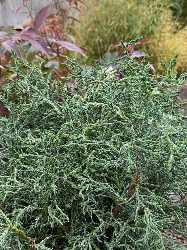 Chamaecyparis obtusa 'Lycopodioides', Hinoki-Scheinzypresse 'Lycopodioides' im Onlineshop der Bohlken Baumschulen