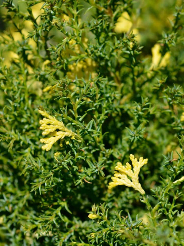 Chamaecyparis obtusa 'Saffron Spray', Hinoki-Scheinzypresse 'Saffron Spray' im Onlineshop der Bohlken Baumschulen