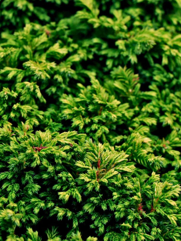 Chamaecyparis pisifera 'Plumosa Compressa', Zwerg-Mooszypresse 'Plumosa Compressa' im Onlineshop bei Bohlken Baumschulen