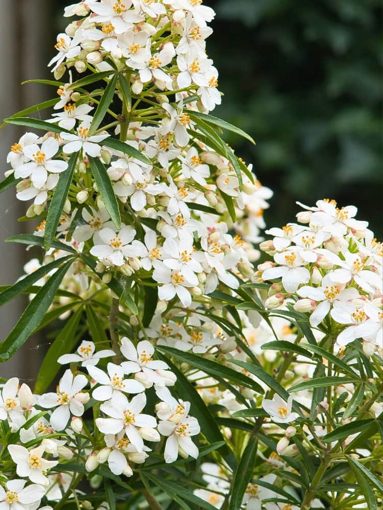 Choisya ternata 'Aztec Pearl', Orangenblume 'Aztec Pearl' bei Bohlken Baumschulen im Onlineshop
