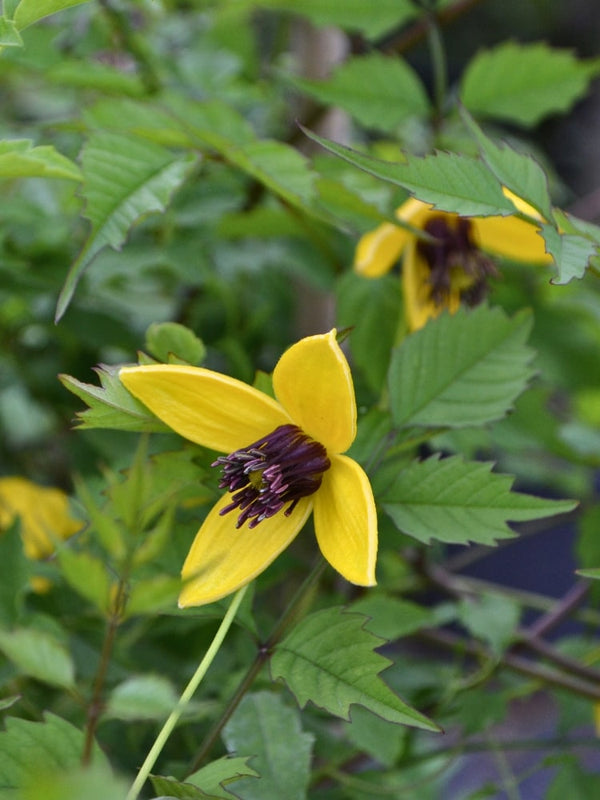 Gold-Waldrebe 'Golden Tiara' | Cleamatis serratifolia 'Golden Tiara' ® im Onlineshop der Bohlken Baumschulen