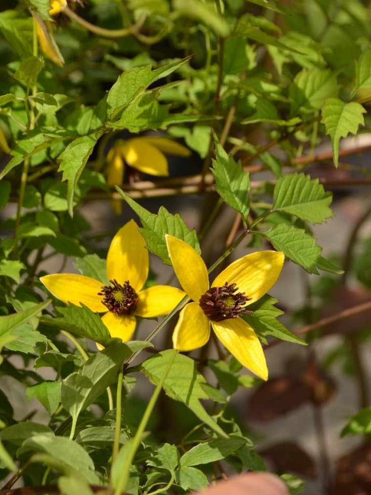 Gold-Waldrebe 'Golden Tiara' | Cleamatis serratifolia 'Golden Tiara' ® im Onlineshop der Bohlken Baumschulen