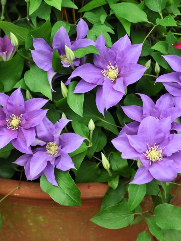 Waldrebe Boulevard ® 'Olympia' | Clematis Hybride 'Olympia' Evipo099 im Onlineshop der Bohlken Baumschulen