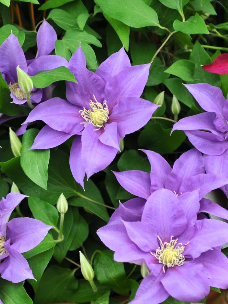 Waldrebe Boulevard ® 'Olympia' | Clematis Hybride 'Olympia' Evipo099 im Onlineshop der Bohlken Baumschulen