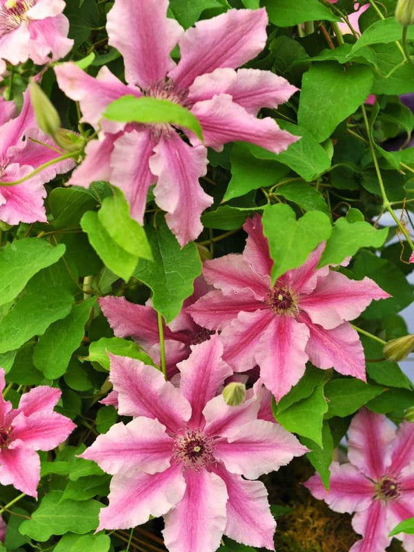 Waldrebe Boulevard ® 'Ooh La La' | Clematis Hybride 'Ooh La La' Evipo041 im Onlineshop der Bohlken Baumschulen