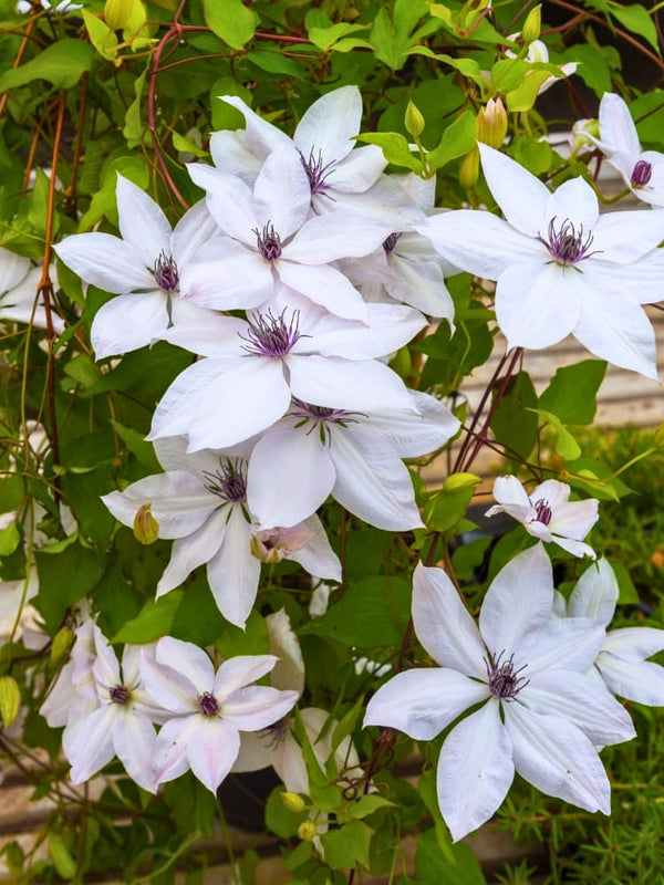 Waldrebe 'Tsukiko' | Clematis Garland ® 'Tsukiko' ™ Evipo110 | kaufen im Onlineshop der Bohlken Baumschulen