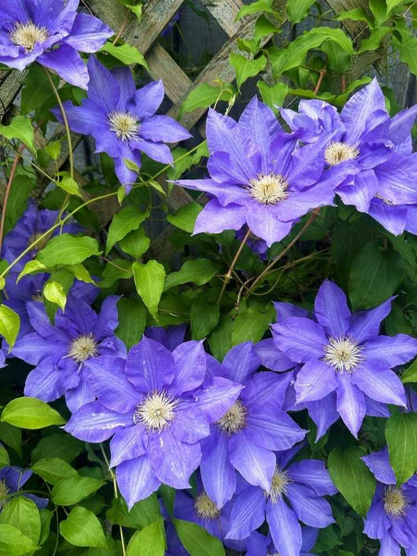 Clematis 'H. F. Young' | Waldrebe im Onlineshop der Bohlken Baumschulen