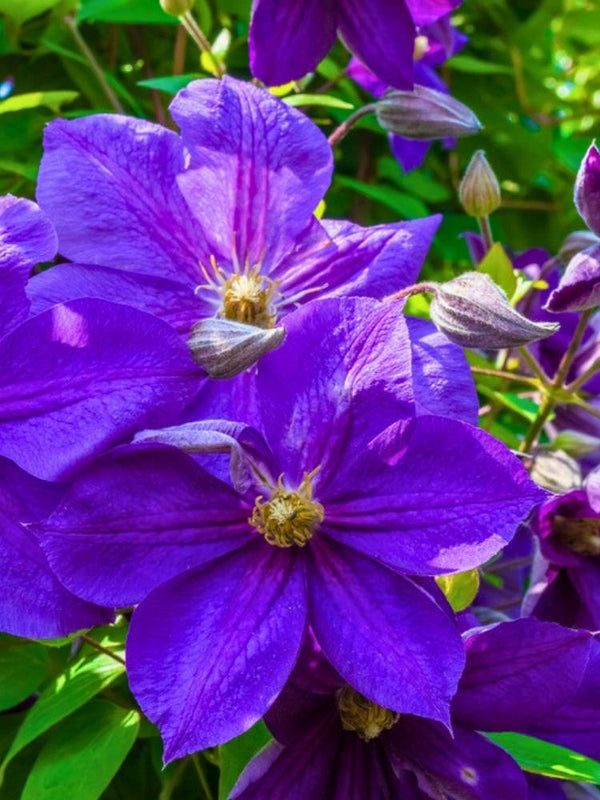 Clematis 'Semu' | Waldrebe im Onlineshop der Bohlken Baumschulen