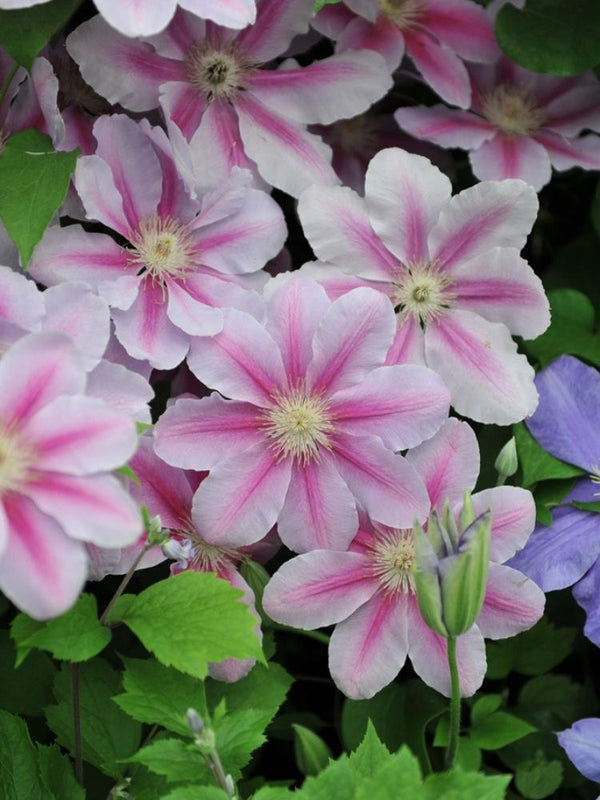Clematis 'Darius' | Waldrebe im Onlineshop der Bohlken Baumschulen