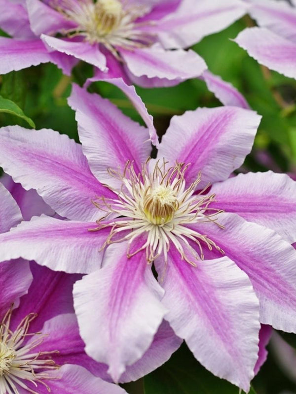 Clematis 'Girenas' | Waldrebe im Onlineshop der Bohlken Baumschulen