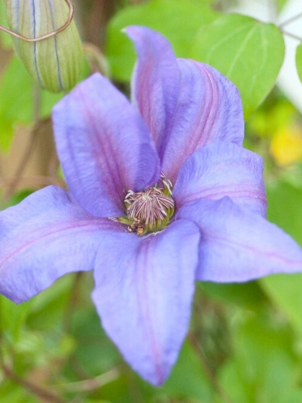 Clematis 'Minister' | Waldrebe im Onlineshop der Bohlken Baumschulen