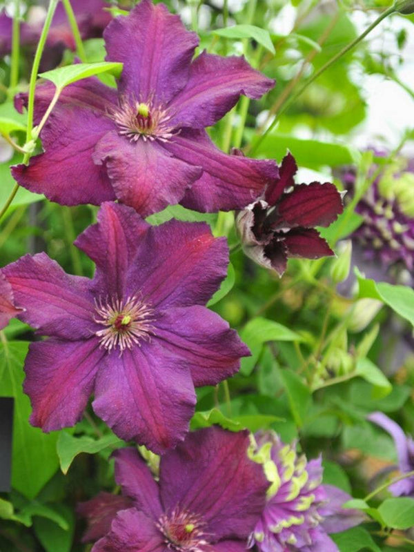 Clematis 'Rasputin' | Waldrebe im Onlineshop der Bohlken Baumschulen