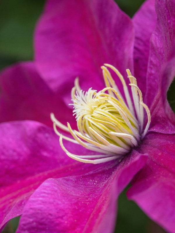Clematis 'Sunset' | Waldrebe im Onlineshop der Bohlken Baumschulen