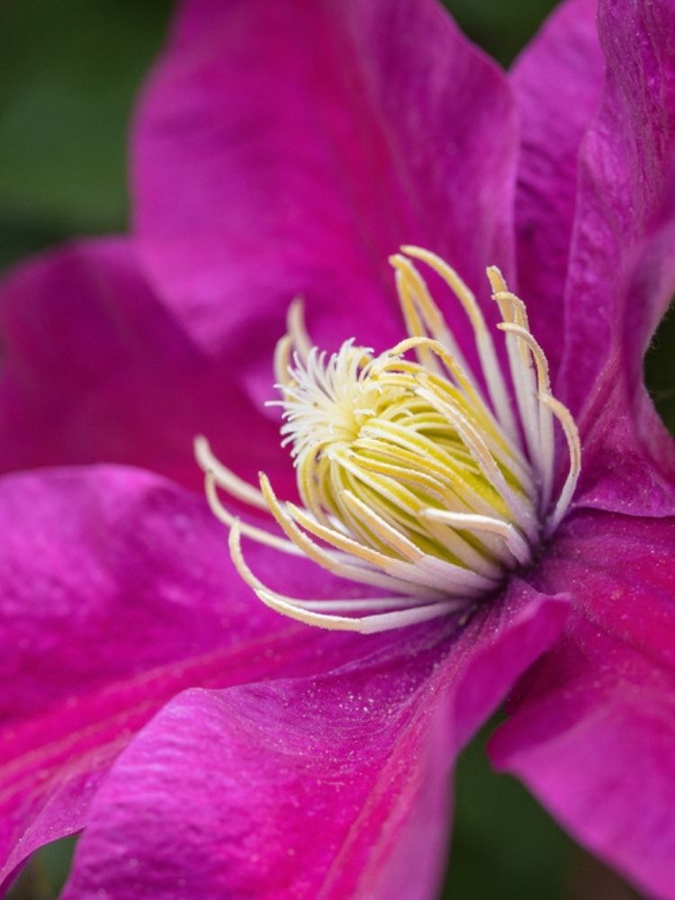 Clematis 'Sunset' | Waldrebe im Onlineshop der Bohlken Baumschulen
