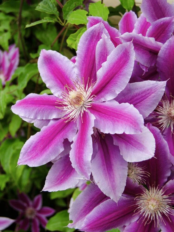 Clematis 'Tudor' | Waldrebe im Onlineshop der Bohlken Baumschulen