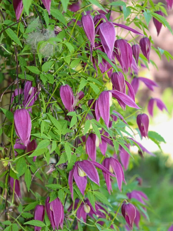 Alpen-Waldrebe 'Tage Lundell' | Clematis alpina 'Tage Lundell' im Onlineshop der Bohlken Baumschulen