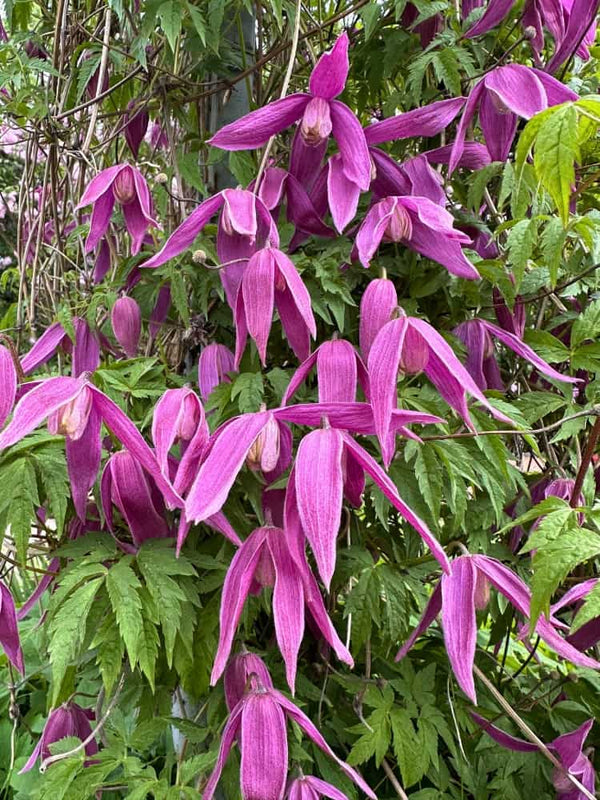 Alpen-Waldrebe 'Tage Lundell' | Clematis alpina 'Tage Lundell' im Onlineshop der Bohlken Baumschulen