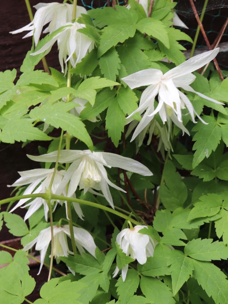 Sibirische Alpen-Waldrebe 'Albina Plena' | Clematis alpina sibirica 'Albina Plena' im Onlineshop der Bohlken Baumschulen