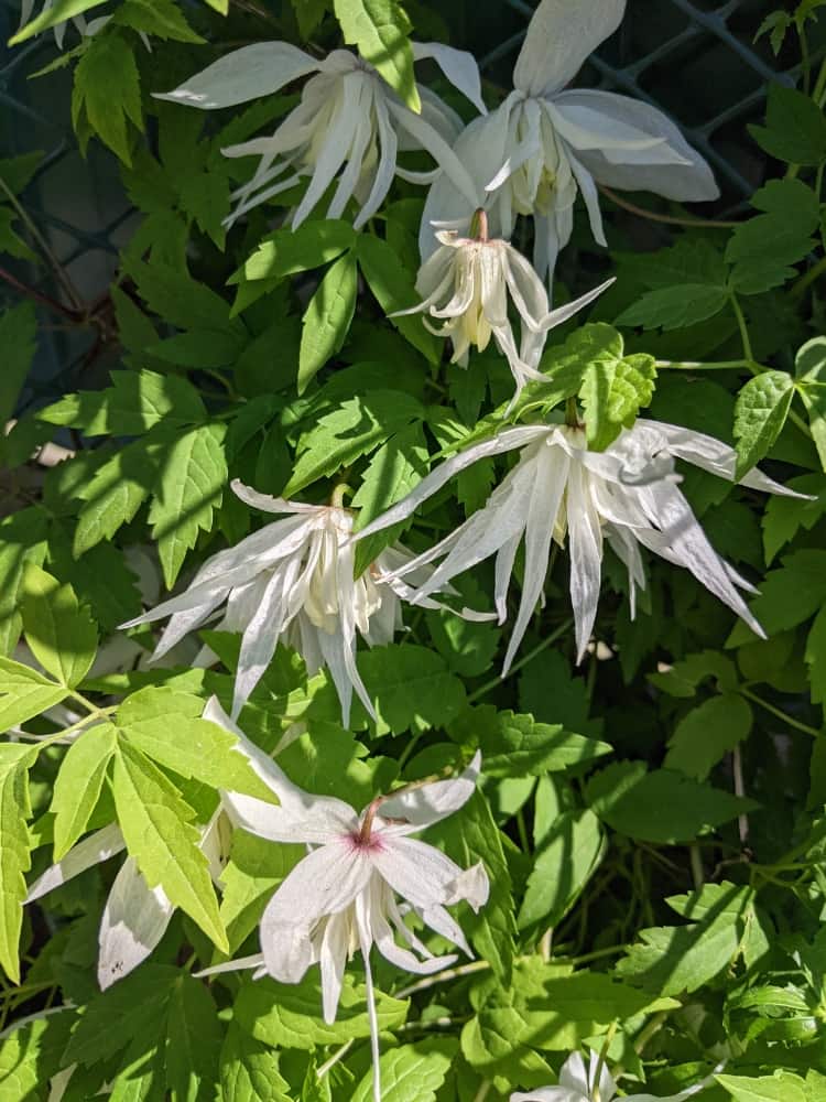 Alpen-Waldrebe 'Albina Plena' | Clematis alpina sibirica 'Albina Plena' im Onlineshop der Bohlken Baumschulen