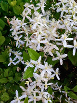 Immergrüne Waldrebe | Clematis armandii | kaufen  im Onlineshop der Bohlken Baumschulen